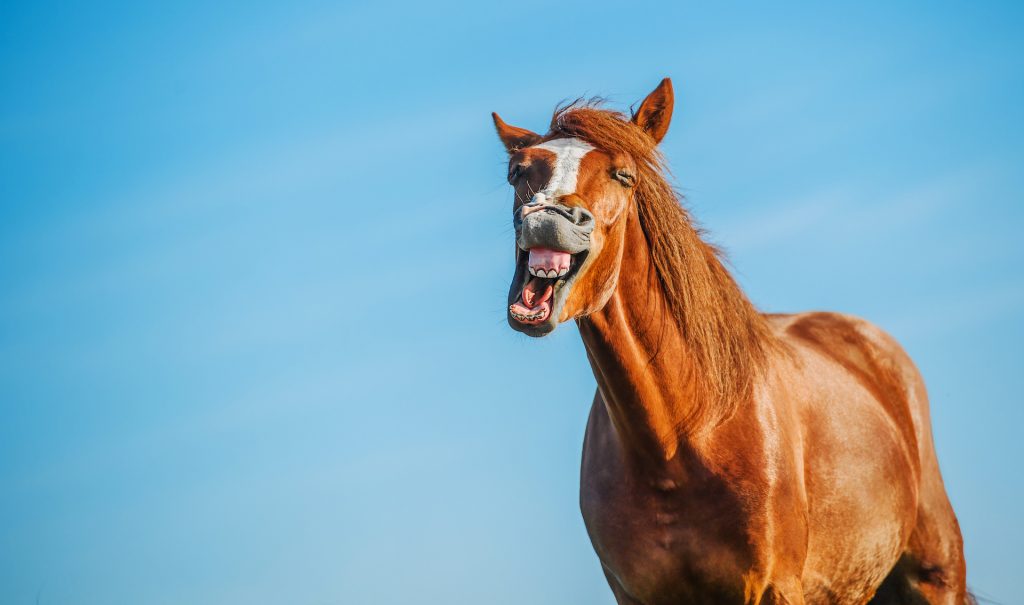een blij paard
